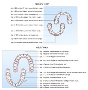 tooth-eruption-chart2